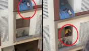 Video : दुसऱ्या मजल्यावरून चिमुकल्या प्लास्टिकच्या शीटवर पडला अन्...श्वास रोखून धरणारा धक्कादायक व्हिडीओ 