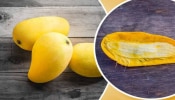 Mango Seeds : आंबा खाल्ल्यानंतर कोय चुकूनही फेकू नका, फायदे जाणून व्हाल अवाक्