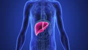 Liver Lump Symptoms: यकृतात गाठ झाल्यास शरीरात दिसतील &#039;ही&#039; लक्षणं, वेळीच उपाय करा!