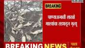 Hingoli Lakhs of fish died due to lack of water