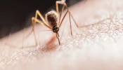 राज्यात मलेरियाचं थैमान, 9025 रुग्णांची नोंद तर 6 जणांचा मृत्यू, काय काळजी घ्याल?