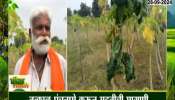 Damage to papaya garden due to rain in Nanded, farmer demand for immediate help 