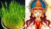 Navaratri 2024: नवरात्रीमध्ये धान्य पेरण्याचा योग्य मार्ग माहितेय? &#039;ही&#039; आयडिया करा फॉलो, १ दिवसात फुटू लागतील अंकुर