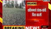 Maharashtra Assembly Election 2024 Harbara crop under threat in Latur's Ausa taluka; Farmers worried