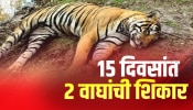 Tigers Poached:वाघांच्या नंदनवनातच वाघ का आलेयत धोक्यात?