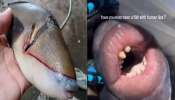 Viral Human Mouth Fish : दातवाला मासा पाहिला असेल पण ओठही अगदी माणसासारखेच!