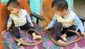रील बनवण्यासाठी लहान मुलावर साप सोडला अन्... Viral Video बघून बसेल धक्का