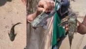 महाराष्ट्रात आढळला दक्षिण अमेरिकेतील मूळ प्रजातीचा दुर्मिळ मासा; पाहून सारेच झाले आवाक्!