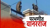 परभणीच्या मिरखेल गावात 700 वानरांचा उच्छाद, एका आजोबाला अपंगत्व तर चिमुकलीचा मृत्यू