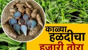 शेतकऱ्याच्या शेतात पिकली काळी हळद, पावडरचे दर ऐकून व्हालं आवाक्!