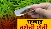 महाराष्ट्रात सुरुय नशेची शेती! सापडलं गांजाचं रॅकेट; पोलीस मुळापर्यंत कधी पोहोचणार? 