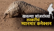 खवल्या मांजरांच्या तस्करीचं म्यानमार कनेक्शन, दलालांना लगाम कसा लागणार?