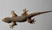 Lizard on Body : अंगावर पाल पडणे शुभ की अशुभ? 10 मुद्यांनी जाणून घ्या