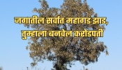 जगातील सर्वात महागडं झाड, 1000 रुपयांचे रोपटं बनेल 7 कोटी रुपयांचे झाड; 1 मीटर लाकडाची किंमत ऐकून व्हाल हैराण!