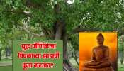 Buddha Purnima च्या दिवशी पिंपळाच्या झाडाची पूजा का करतात? का आहे एवढं महत्त्व 