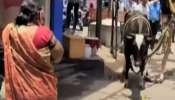 भटक्या कुत्र्याला घाबरुन गाईने थेट दुसरा मजला गाठला, त्यानंतर...; पाहणारे पुणेकर हळहळले