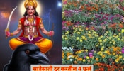Shani Jayanti : शनी जयंतीला 4 फुलं महत्त्वाची; अर्पण करताच साडेसाती, पनवती होईल दूर