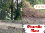 शिकाऱ्याचीच शिकार... वाघिणीकडून बिबट्यावर हल्ला; थक्क करणारा Video समोर