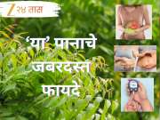 सकाळी उठताच &#039;ही&#039; हिरवी पानं चावून खा, मिळतील 6 जबरदस्त फायदे; पाहून व्हाल आश्चर्यचकित 