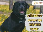 धार्मिकरित्या श्वानला का आहे खास महत्त्व? चपाती खाऊ घालण्यामागे आहे शनिदेवाचा संबंध