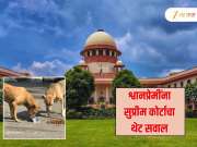 &#039;आपल्या घरात शेल्टर उघडा...&#039; भटक्या कुत्र्यांना उघडक्यावर खायला देण्यावरुन सर्वोच्च न्यायालयाने फटकारलं