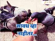 Mumbai News : सावध व्हा...कबुतरांना खायला घातल्याने पोलिसांकडून पहिला गुन्हा दाखल, काय आहे नेमकं प्रकरण?