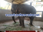 &#039;महादेवीला गंभीर जखमा, मानसिक त्रास ते भीक मागण्यासाठी वापर&#039;; वनताराचे स्पष्टीकरण जसंच्या तसं!