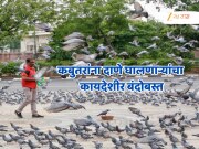 कबुतरांना दाणे घालणाऱ्यांचा कायदेशीर बंदोबस्त; 44 कबूतरखाने, 142 गुन्हे,68700 रुपयांचा दंड आणि...