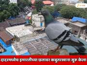 दादरमध्येच इमारतीच्या छतावर कबुतरखाना सुरू केला; फक्त BMC नाही तर डायरेक्ट कोर्टालाच चॅलेंज
