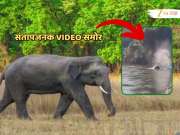 VIDEO: &#039;बघ कसा पळतो&#039; म्हणत ओंकार हत्तीच्या अंगावर फोडले सुतळी बॉम्ब, कोकणात संतापजनक प्रकार!