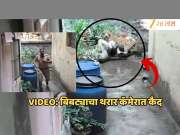 वनरक्षकाच्या अंगावर चढला आणि... कोल्हापूरच्या नागरी वस्तीतला बिबट्याचा थरार VIDEO मध्ये कैद!