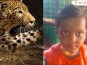 चिमुरडी शेकोटीजवळ खेळत असताना बिबट्याची झडप, तिला उचलून नेलं...;शिरुरपाठोपाठ अहिल्यानगरमध्ये बिबट्याची दहशत