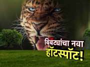 पुण्यात बिबट्यांचा उच्छाद! शेतकऱ्यांमध्ये भीती, महिलांचे शेतात गळ्याला पट्टा बांधून काम