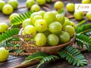 &#039;या&#039; व्यक्तींनी आवळ्याचे सेवन केल्यास पडेल महागात! आत्ताच जाणून घ्या...