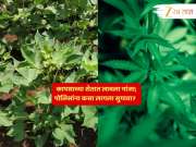 कापसाच्या शेतात गांजा, वाऱ्याने दुर्गंधी पसरली अन्...; महाराष्ट्रात कुठं घडलं 1 कोटींचं हे विचित्र प्रकरण?