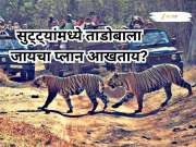 सुट्ट्यांमध्ये ताडोबाला जायचा प्लान आखताय? तर ही बातमी तुमच्यासाठी महत्त्वाची 