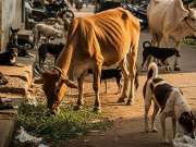 कमालंच झाली! भटकी जनावरं पाळा, महिन्याला 12 हजार मिळवा; शासन निर्णयाची सर्वत्र चर्चा