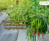 'अशाप्रकारे' घरच्या घरी करा हिरव्या मिरचीची लागवड, जाणून घ्या सोप्या टिप्स 