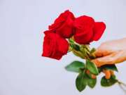 Rose Day 2026: व्हॅलेंटाइन वीकची सुरुवात Rose Day नेच का? कारण 'अशी' सुरु झालेली ही प्रेमाची परंपरा