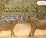 जंगलाचा राजा सिंह सिंहि‍णीपुढे का नमतो? प्राणी तज्ज्ञांकडून जाणून घ्या रंजक कारण...