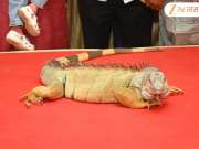 कोल्हापुरात अमेरिकन प्रजातीच्या सरड्यानं रोखल्या नजरा; का आहे इतका खास?