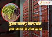 इराण-इस्रायल युद्धाचा फळ निर्यातदारांना फटका! 400 टनपेक्षा जास्त द्राक्ष कोल्ड स्टोरेजमध्ये पडून