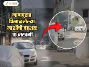 पिसाळलेल्या म्हशीची दहशत! नागपुरकरांचं वाढलं टेन्शन; 10 जण ऑल रेडी जखमी, म्हैस अजूनही मोकाट