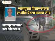 पिसाळलेल्या म्हशीने घेतला नागपुरकाचा जीव; म्हशीमुळे जखमी झालेले 10 जण रुग्णालयात दाखल