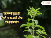 Vastu Tips: घरामध्ये तुळशीचे रोपटे लावण्याची योग्य दिशा कोणती? चुकीची दिशा ठरू शकते वास्तुदोषाचे कारण