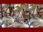 मच्छीवर कीटकनाशकांची फवारणी, कुठे घडलाय हा धक्कादायक प्रकार?