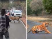 ताडोबामध्ये रस्त्यावर उतरून वाघाचं शुटींग! वनविभाग करणार कारवाई; Video पाहून अंगावर येईल काटा
