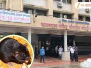 संतापजनक! रुग्नालयातील ICU वॉर्डातील घटना, 89 वर्षीय महिलेचा उंदरांनी कुरतडला हात