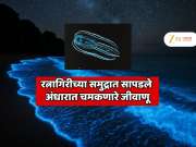 रत्नागिरीच्या समुद्रात सापडले स्वतःचा प्रकाश निर्माण करणारे जिवाणू; गुजरातच्या विद्यार्थ्यांचे अनोखे संशोधन 