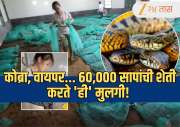 Viral: कोब्रा, वायपर... 60,000 सापांची शेती करते 'ही' मुलगी! कारण ऐकून व्हाल हैराण 